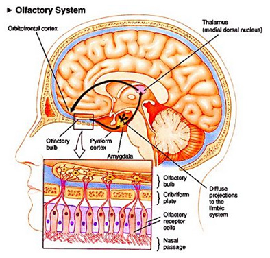 olfactory_system.jpg