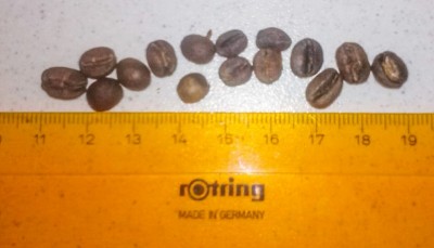 konga natural beans.jpg